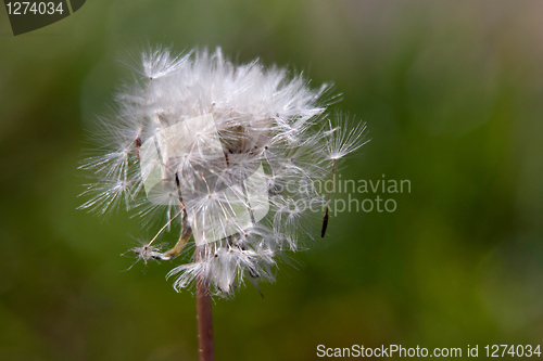 Image of dandelion