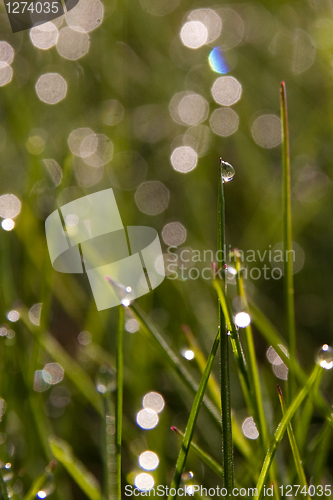 Image of droplet on grass