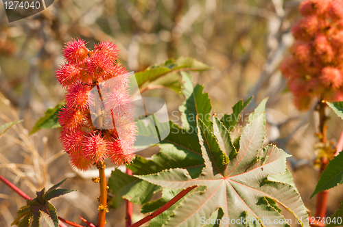 Image of Castor oil plant