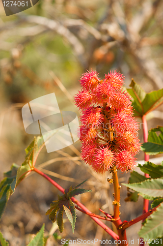 Image of Castor oil plant