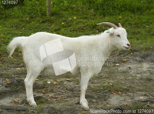 Image of Goat