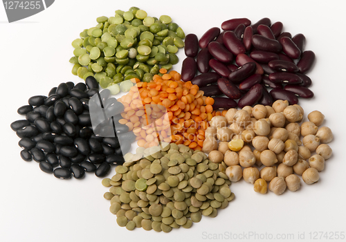 Image of different species of legumes 