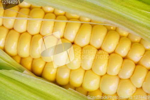 Image of Corn cob closeup