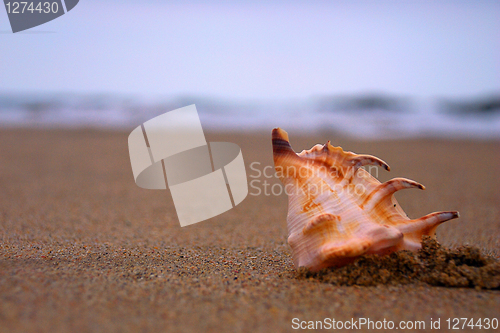 Image of Seashell