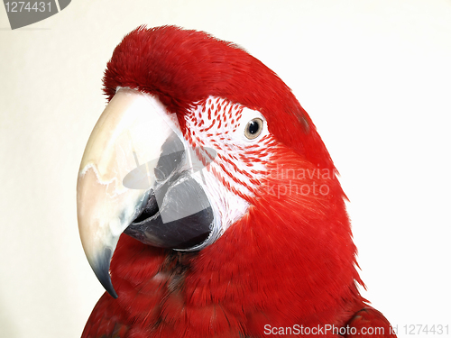 Image of Green Wing Macaw