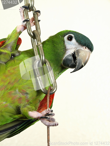 Image of Miniature Noble Macaw