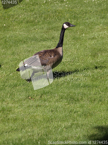 Image of Canadian Goose