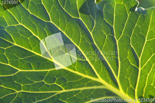 Image of Cabbage leaf