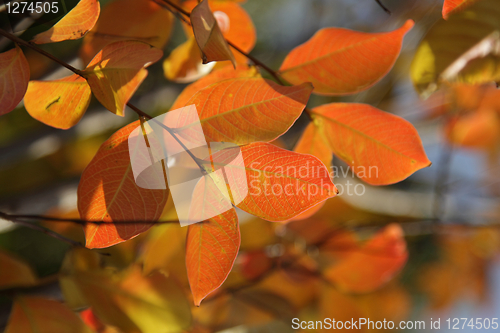 Image of Fall leaves