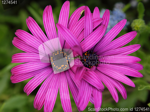 Image of Two purple daisies