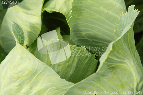 Image of Cabbage