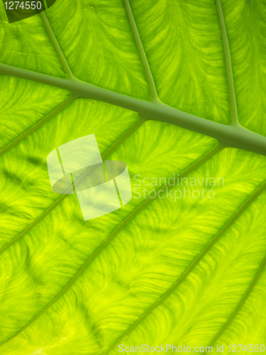 Image of Green leaf