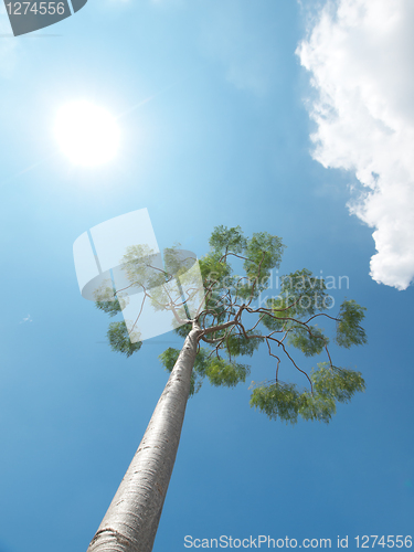 Image of Tree and sun