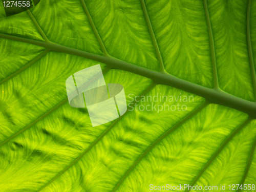 Image of Green leaf