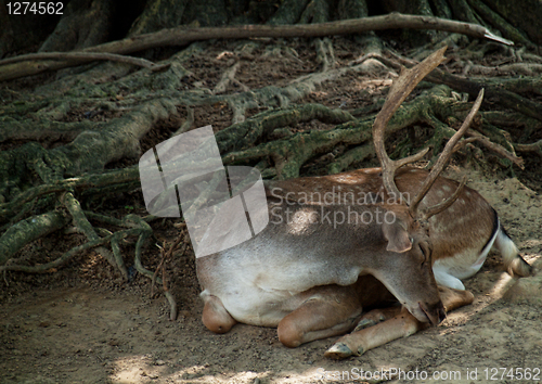 Image of Sleeping deer