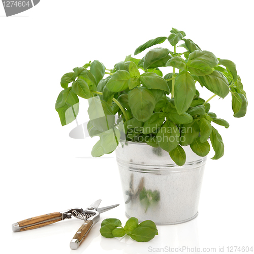 Image of Basil Herb and Secateurs