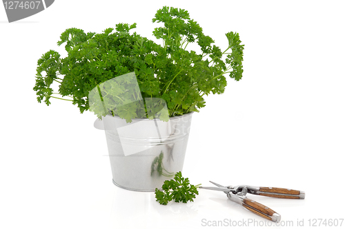 Image of Parsley Herb Plant