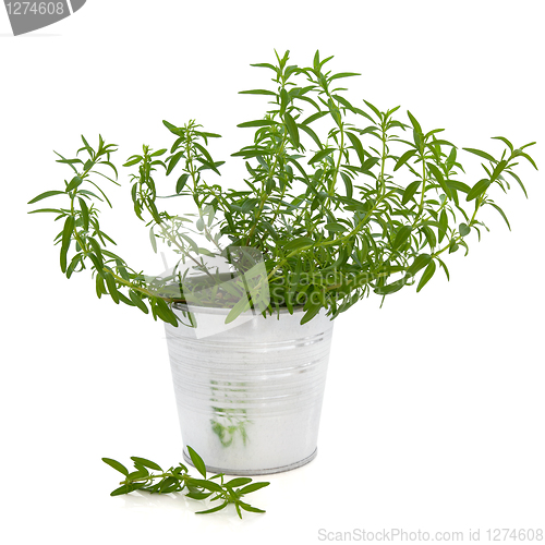 Image of Hyssop Herb Plant