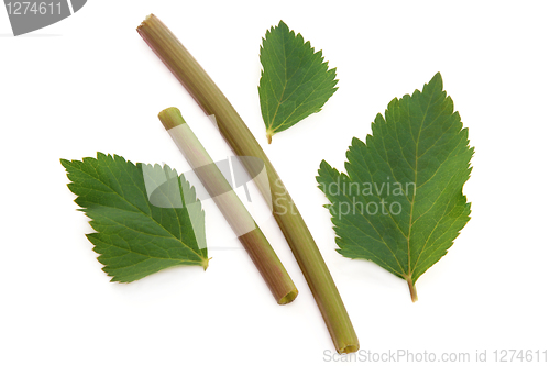 Image of Angelica Herb Leaf and Stem