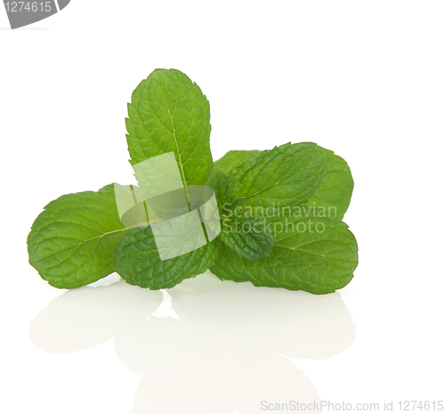 Image of Apple Mint Herb