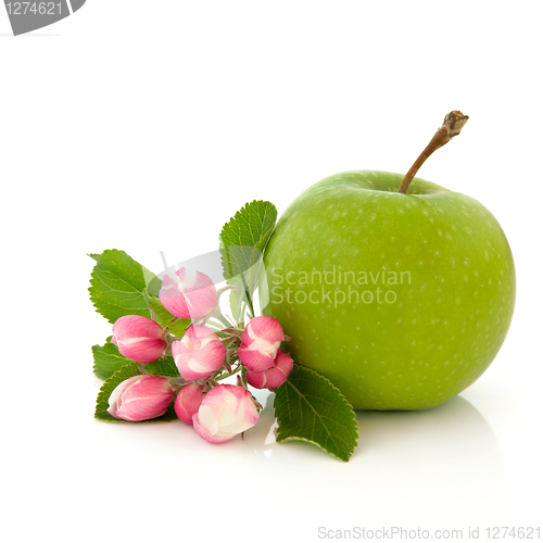 Image of Apple Fruit and Flower Blossom