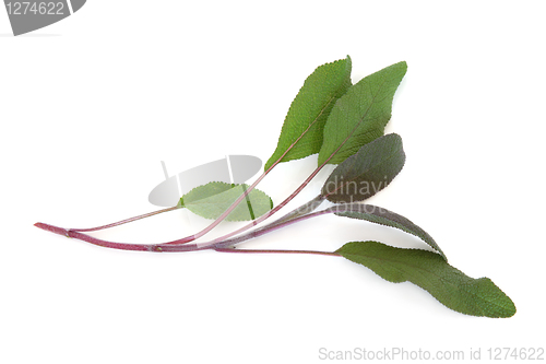 Image of Purple Sage Leaves