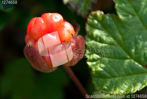 Image of berry cloudberry