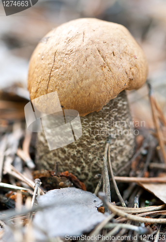 Image of edible mushroom