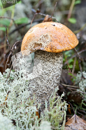 Image of edible mushroom