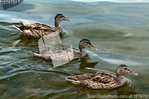 Image of three ducks