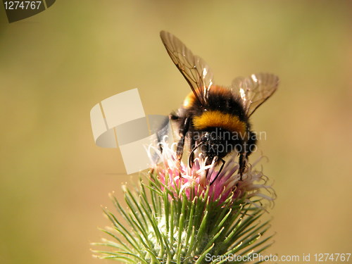 Image of nice bee