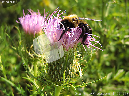 Image of Bee On Lavender Flower