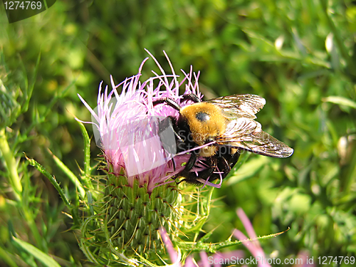 Image of Bee On Lavender Flower