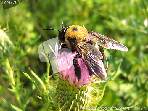 Image of Bee On Lavender Flower