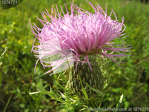 Image of Lavender Flower