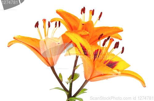 Image of Orange lily flowers
