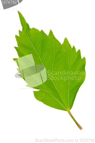 Image of Hibiscus leaf