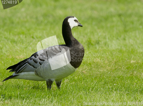 Image of Barnacle goose