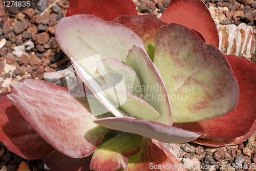 Image of Succulent Plant