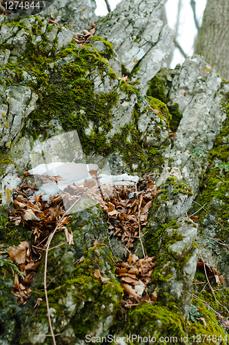 Image of Rocks covered by snow and moss