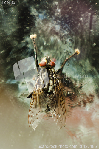 Image of Nasty fly on abandoned background