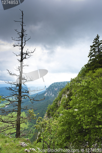 Image of Dead tree on mountain with clouds