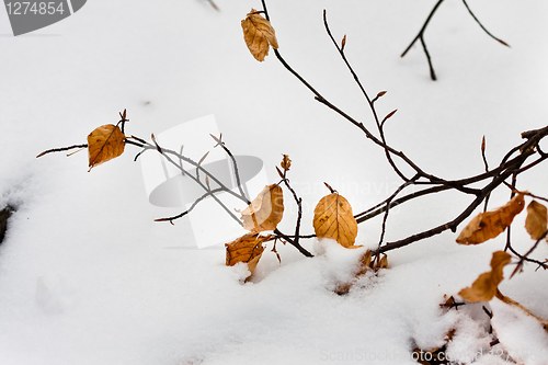Image of Yellow autumnal leaves with snow