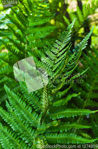 Image of Fresh green fern with blurry background