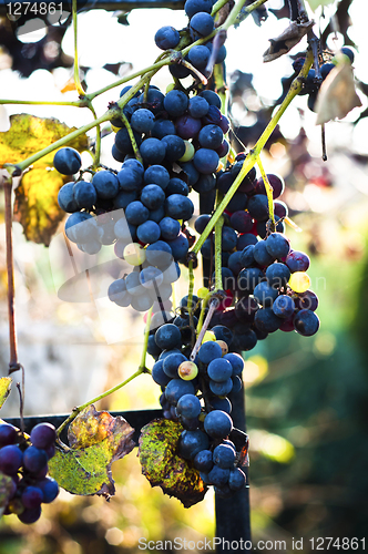 Image of Blue grape on blurry background