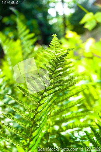 Image of Young green fern with blurry background