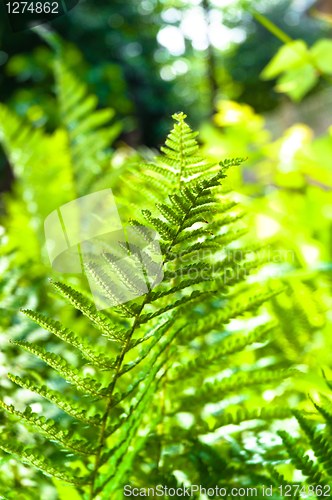 Image of Young green fern with blurry background