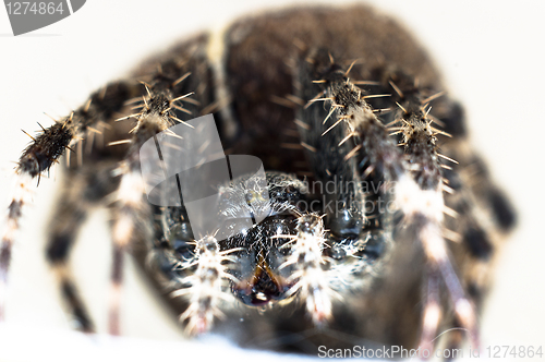 Image of Big spider on isolated white background macro shot