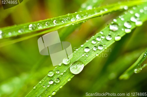 Image of Green grass with water drops on it 