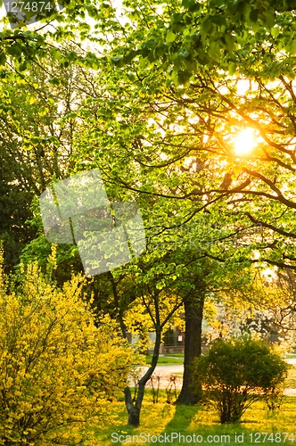 Image of Beautiful sunset in park with rays of sun